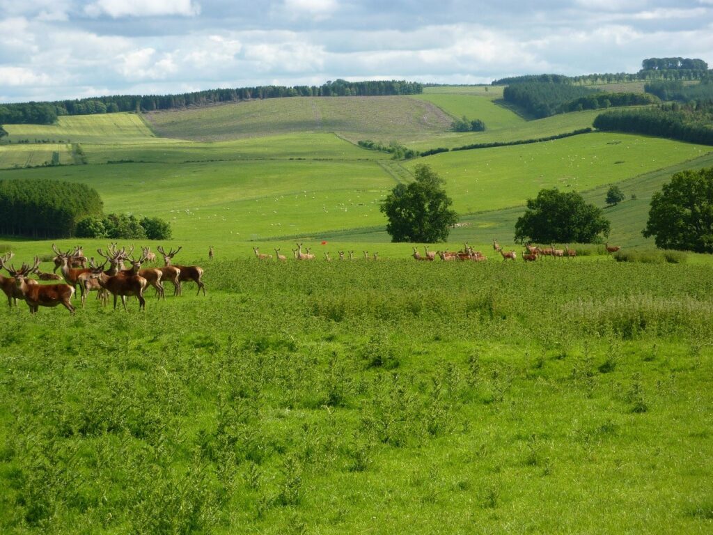 Planting Scheme