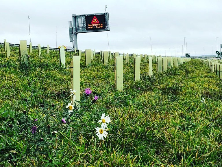 A14 Tree Planting