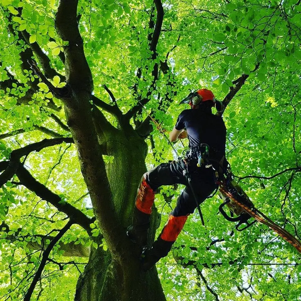 LFG-Arboriculture-&-Tree-Management-Tree-Surgery-001
