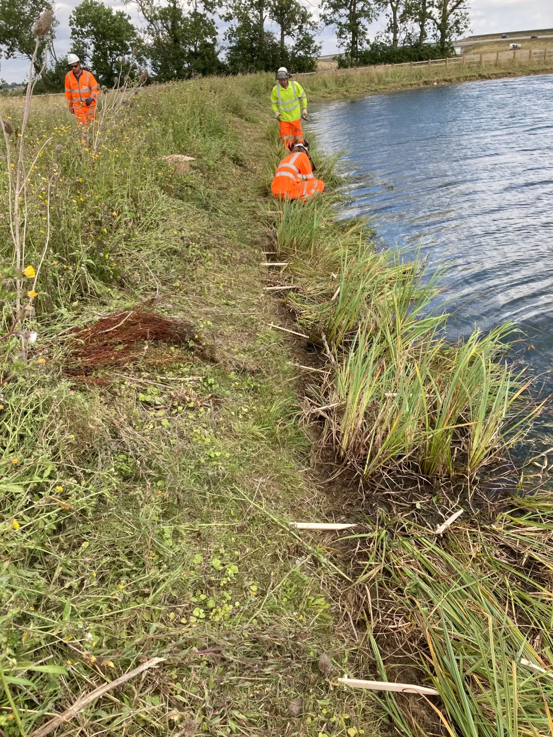 LFG-Landscaping-Aquatic-&-Marginal-Planting-001